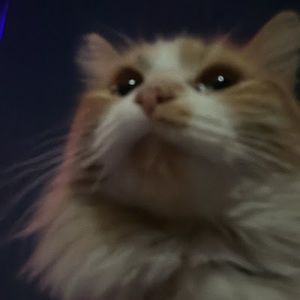 Meet your Posher, Briana